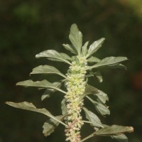 Amaranthus graecizans subsp. thellungianus (Nevski) Gusev